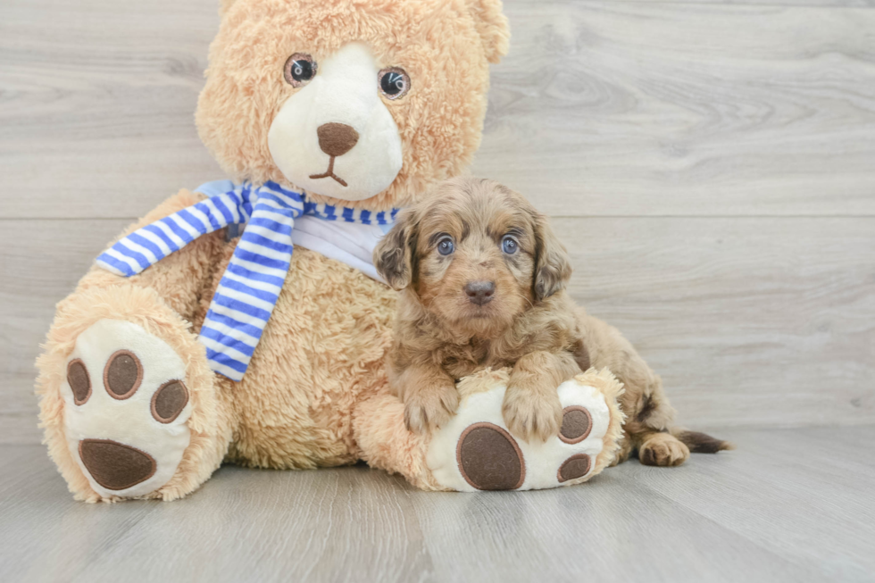 Mini Goldendoodle Puppy for Adoption