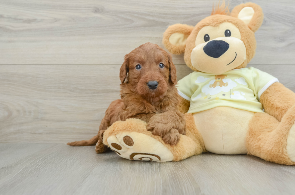 6 week old Mini Goldendoodle Puppy For Sale - Premier Pups