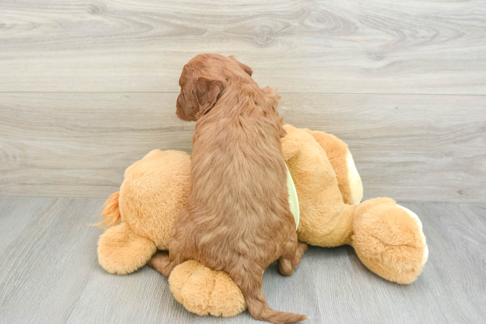 Adorable Golden Retriever Poodle Mix Poodle Mix Puppy