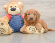 5 week old Mini Goldendoodle Puppy For Sale - Premier Pups