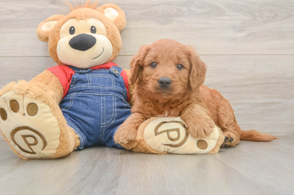5 week old Mini Goldendoodle Puppy For Sale - Premier Pups
