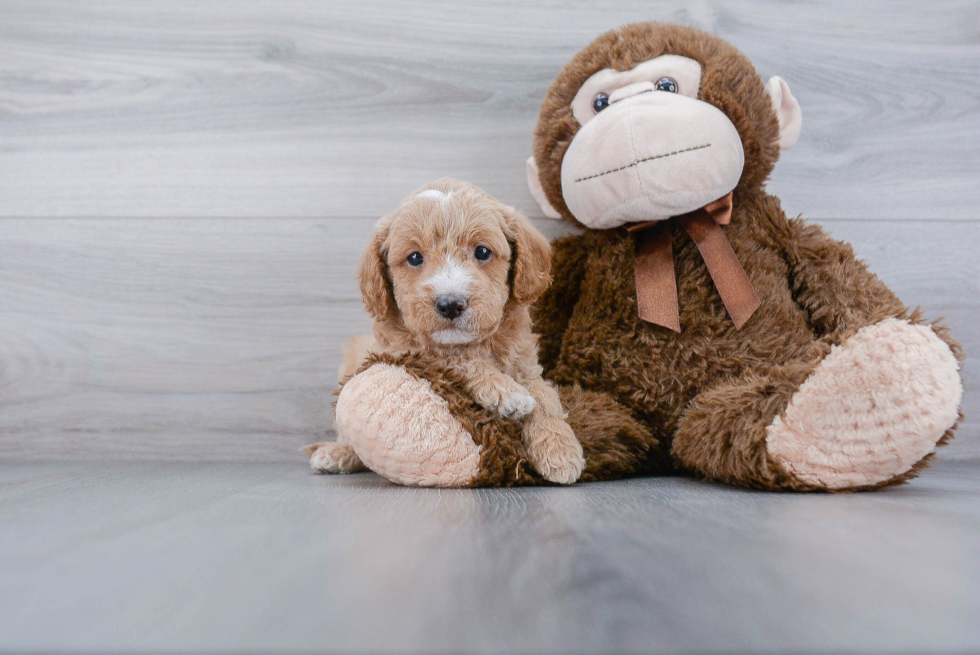 Hypoallergenic Golden Retriever Poodle Mix Puppy