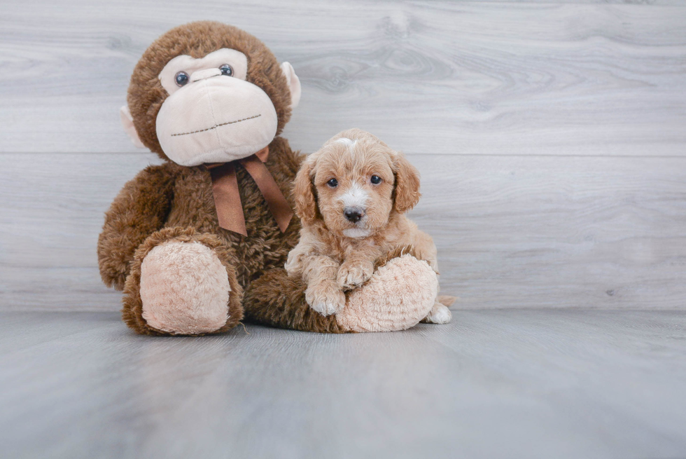 Mini Goldendoodle Puppy for Adoption