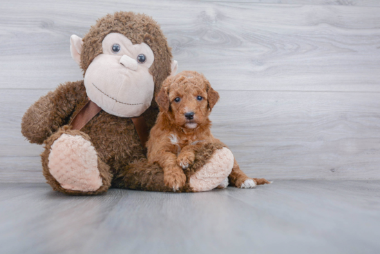 Hypoallergenic Golden Retriever Poodle Mix Puppy