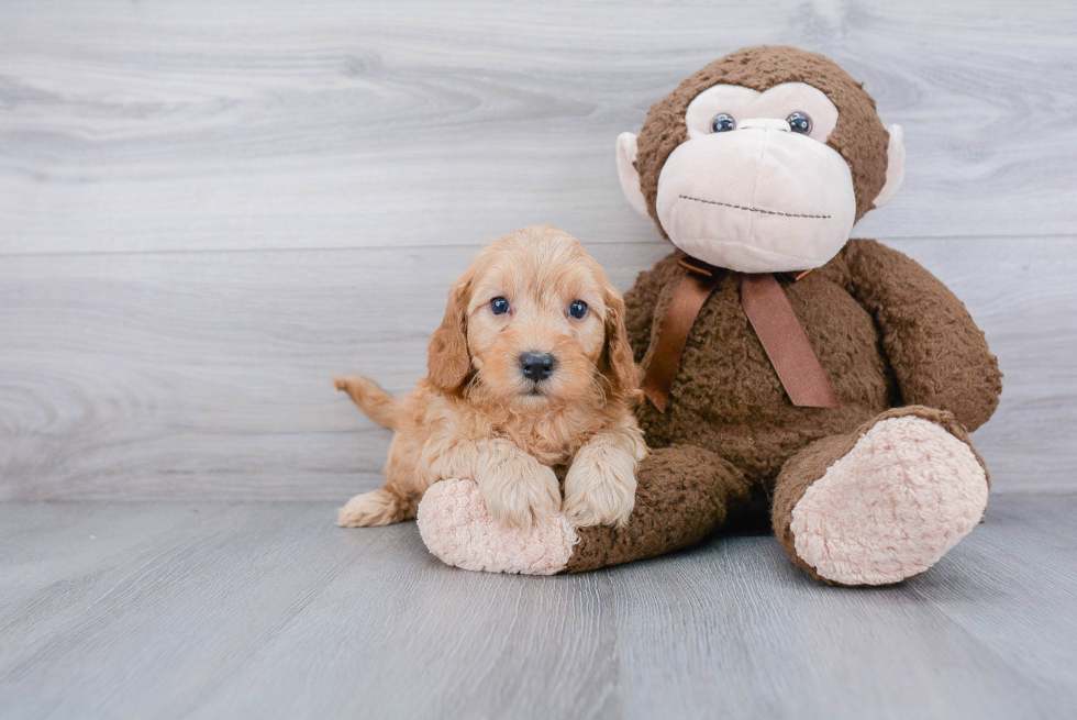 Popular Mini Goldendoodle Poodle Mix Pup