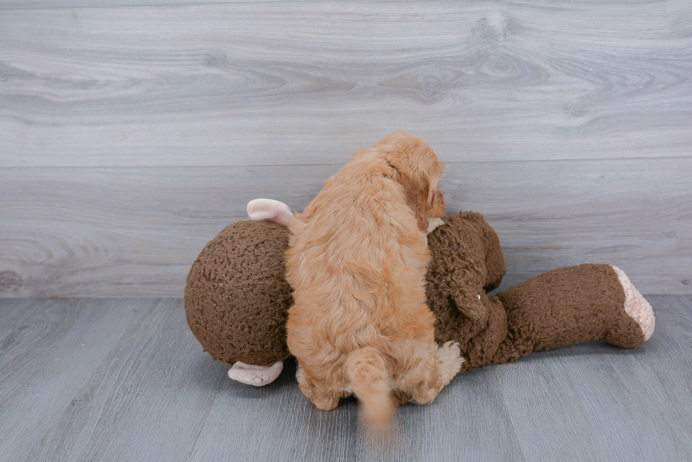 Best Mini Goldendoodle Baby