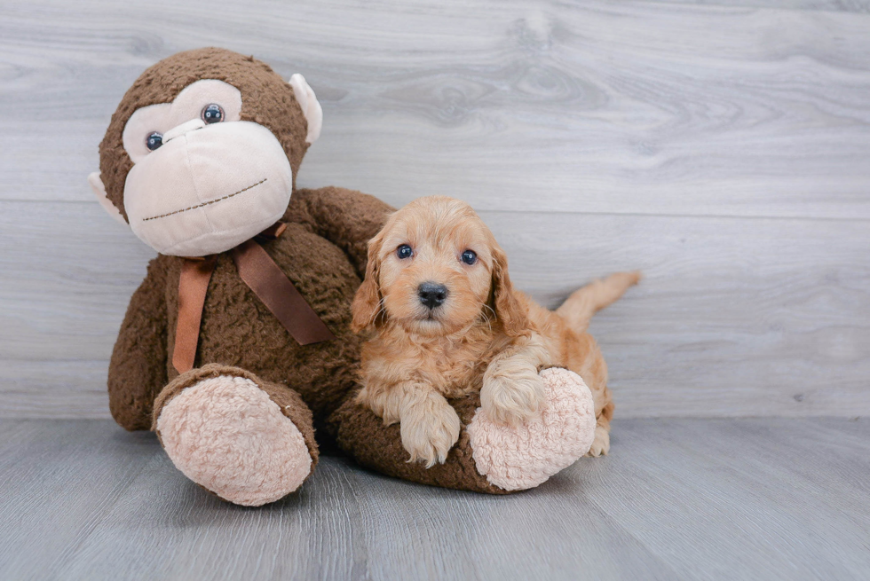 Friendly Mini Goldendoodle Baby