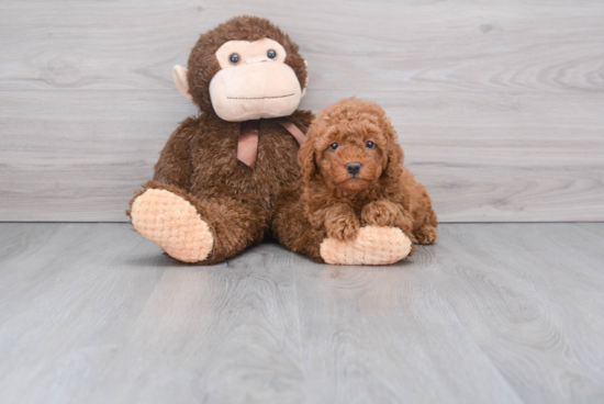 Mini Goldendoodle Pup Being Cute