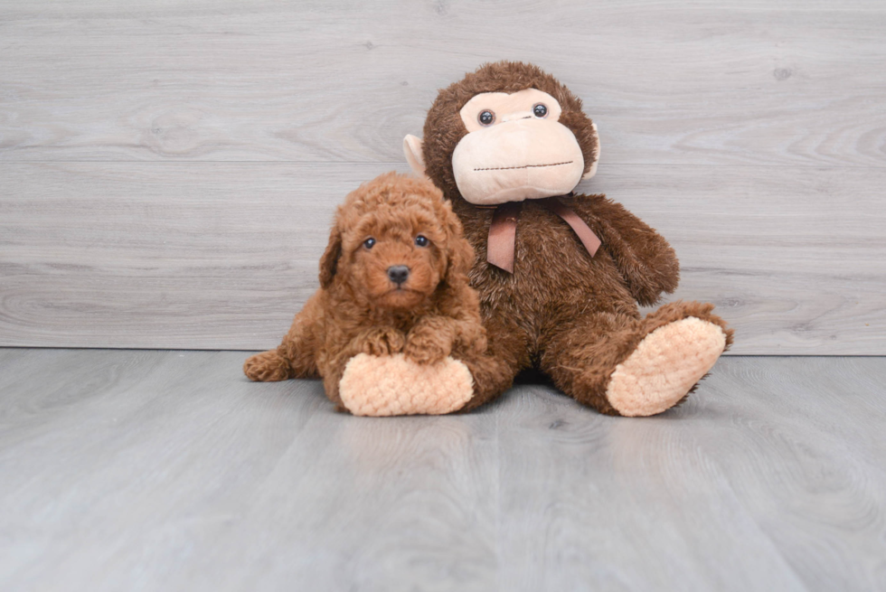 Mini Goldendoodle Pup Being Cute