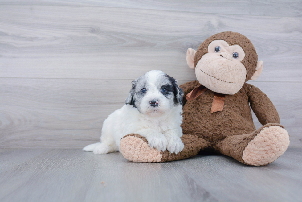 Mini Goldendoodle Puppy for Adoption