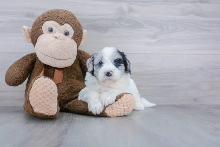 Happy Mini Goldendoodle Baby