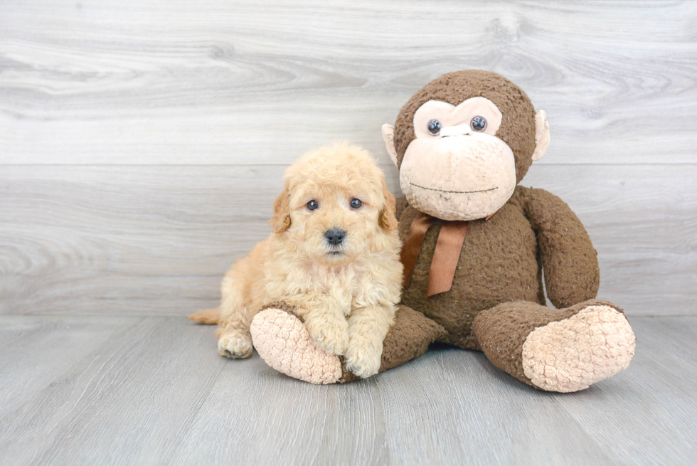 Adorable Golden Retriever Poodle Mix Puppy