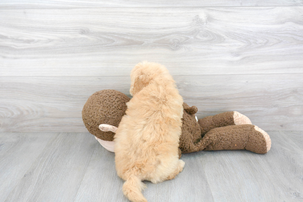 Happy Mini Goldendoodle Baby