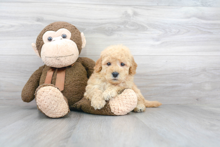 Mini Goldendoodle Puppy for Adoption