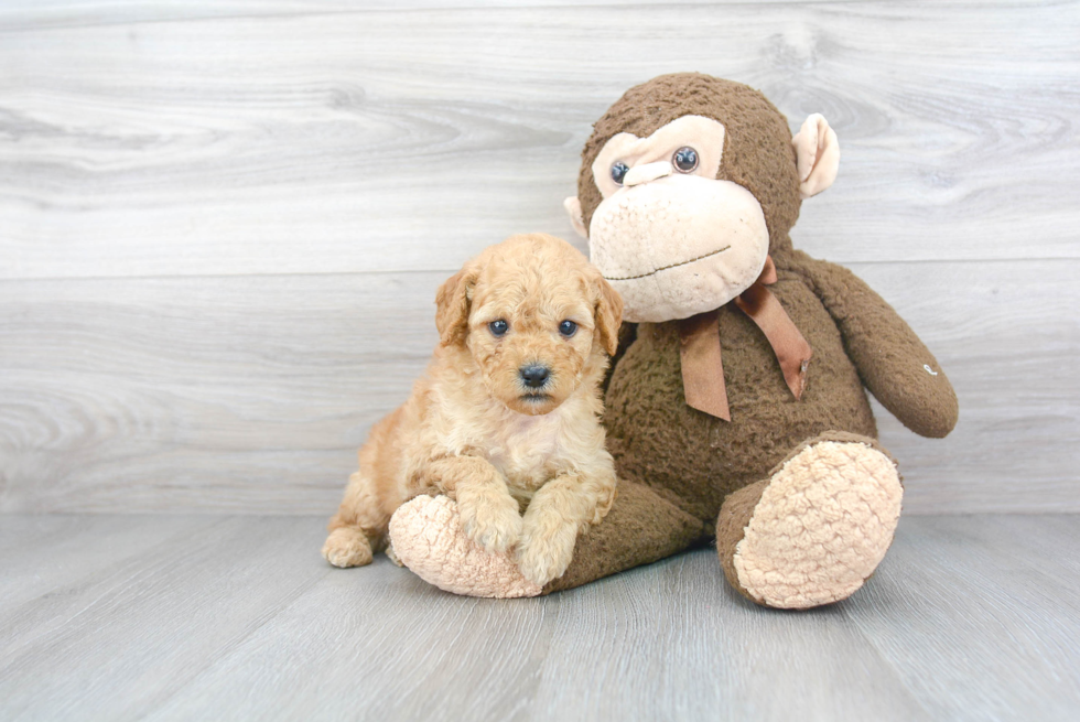 Funny Mini Goldendoodle Poodle Mix Pup