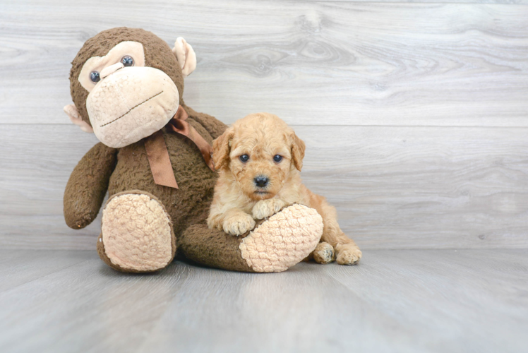 Mini Goldendoodle Pup Being Cute