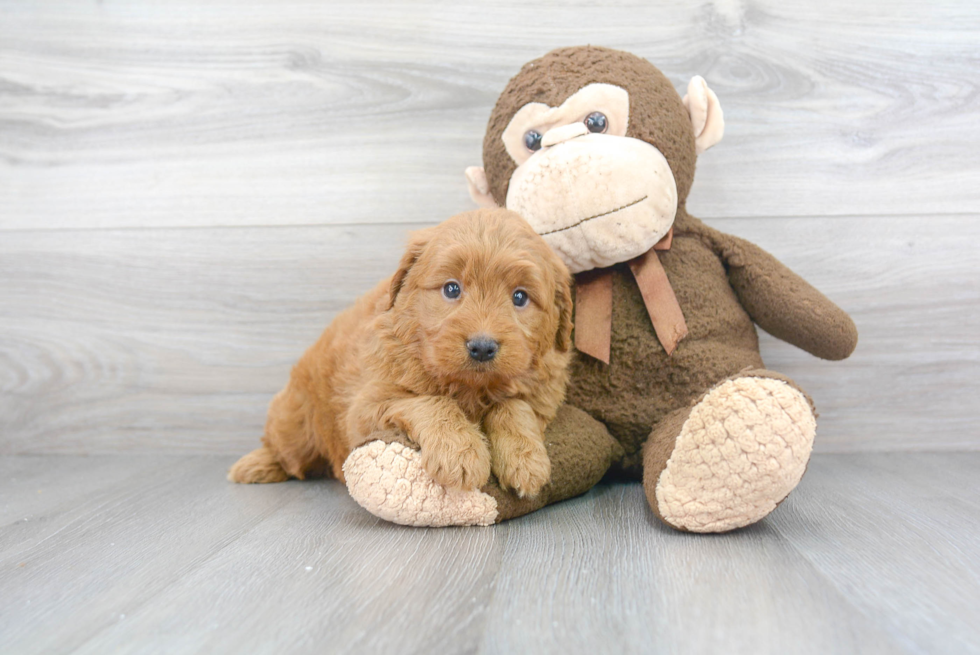 Best Mini Goldendoodle Baby