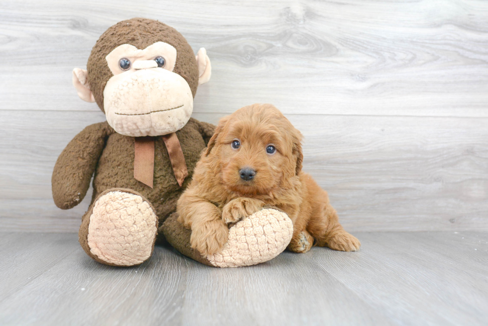 Mini Goldendoodle Puppy for Adoption