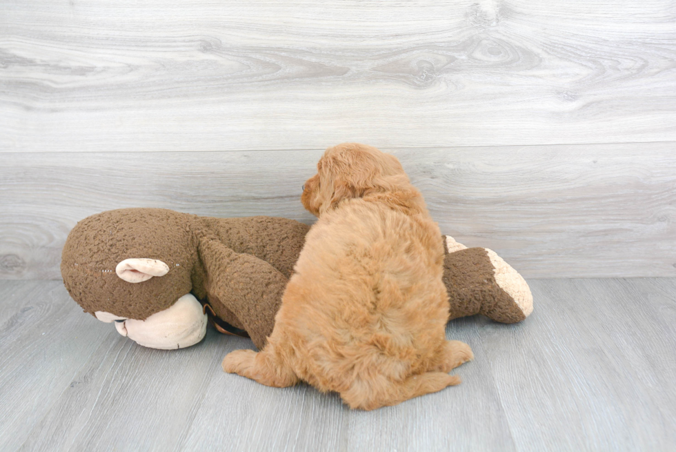 Mini Goldendoodle Pup Being Cute