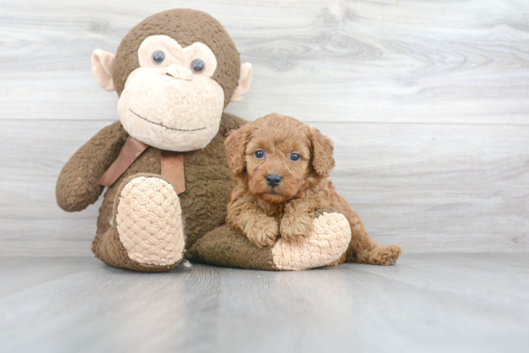 Mini Goldendoodle Pup Being Cute