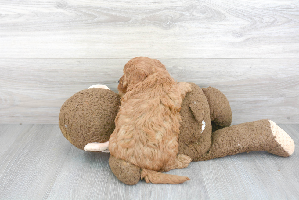 Best Mini Goldendoodle Baby