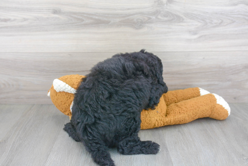 Adorable Golden Retriever Poodle Mix Puppy