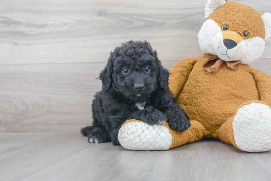 Small Mini Goldendoodle Baby