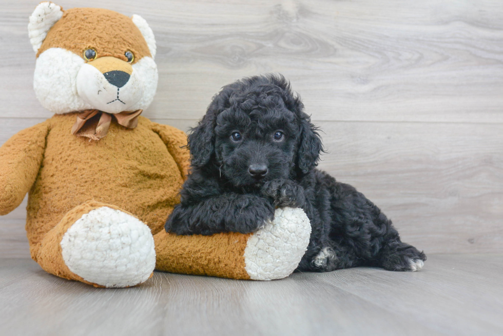 Mini Goldendoodle Puppy for Adoption