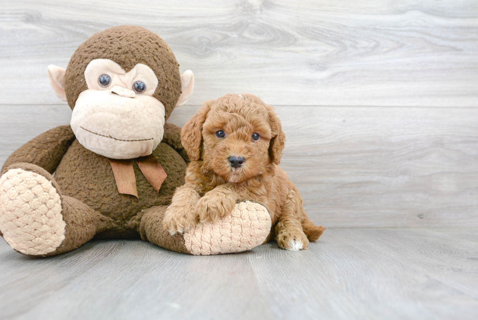 Hypoallergenic Golden Retriever Poodle Mix Puppy