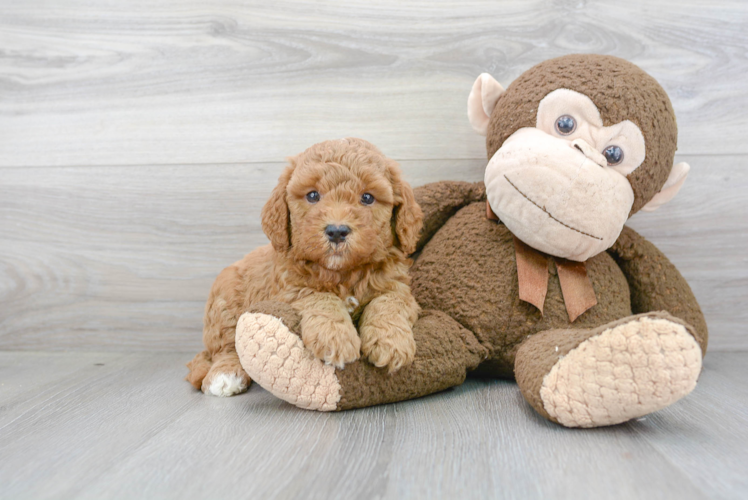 Playful Golden Retriever Poodle Mix Puppy