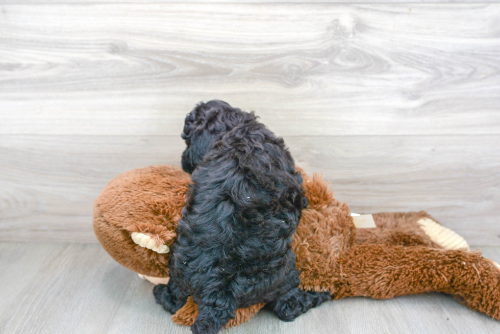 Best Mini Goldendoodle Baby