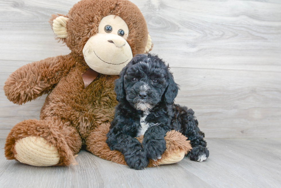 Little Golden Retriever Poodle Mix Puppy