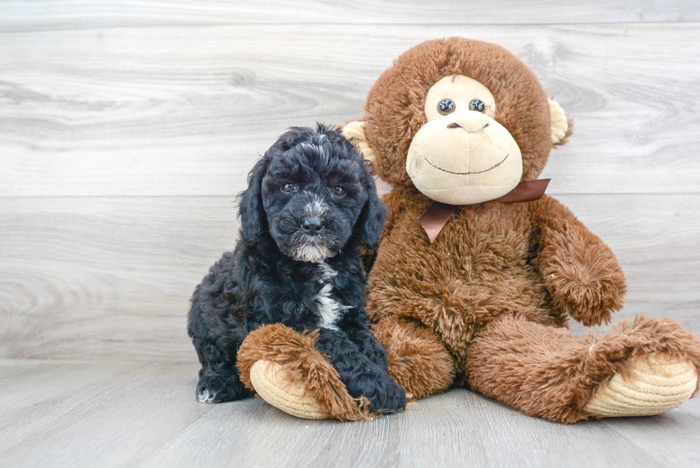 Fluffy Mini Goldendoodle Poodle Mix Pup