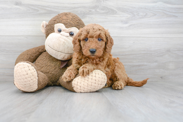 Mini Goldendoodle Pup Being Cute