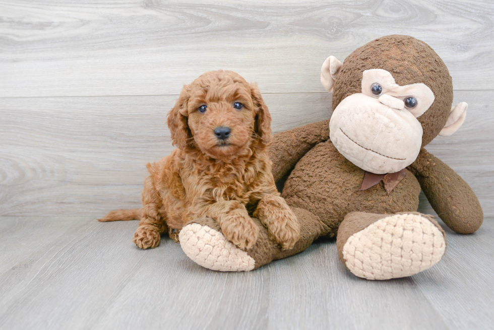 Friendly Mini Goldendoodle Baby