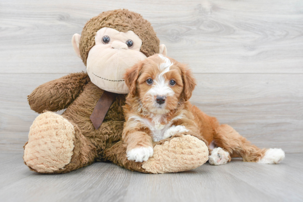 Best Mini Goldendoodle Baby