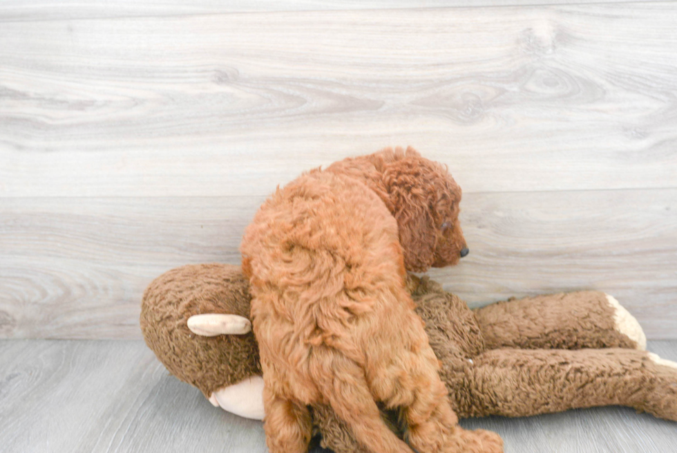 Mini Goldendoodle Puppy for Adoption