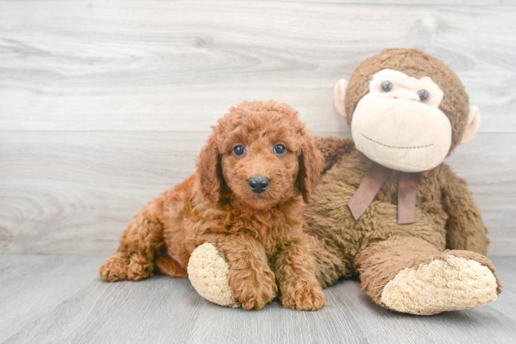 Hypoallergenic Golden Retriever Poodle Mix Puppy