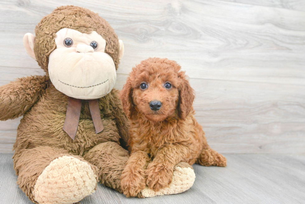 Popular Mini Goldendoodle Poodle Mix Pup