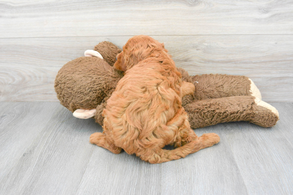 Friendly Mini Goldendoodle Baby