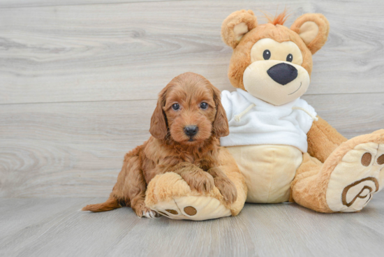 Best Mini Goldendoodle Baby