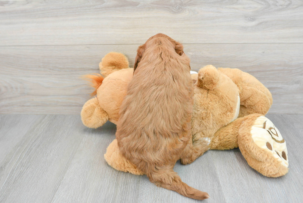 Hypoallergenic Golden Retriever Poodle Mix Puppy