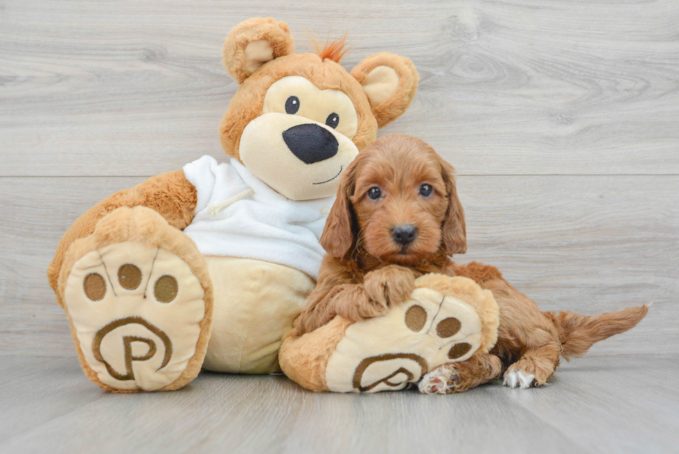 Smart Mini Goldendoodle Poodle Mix Pup