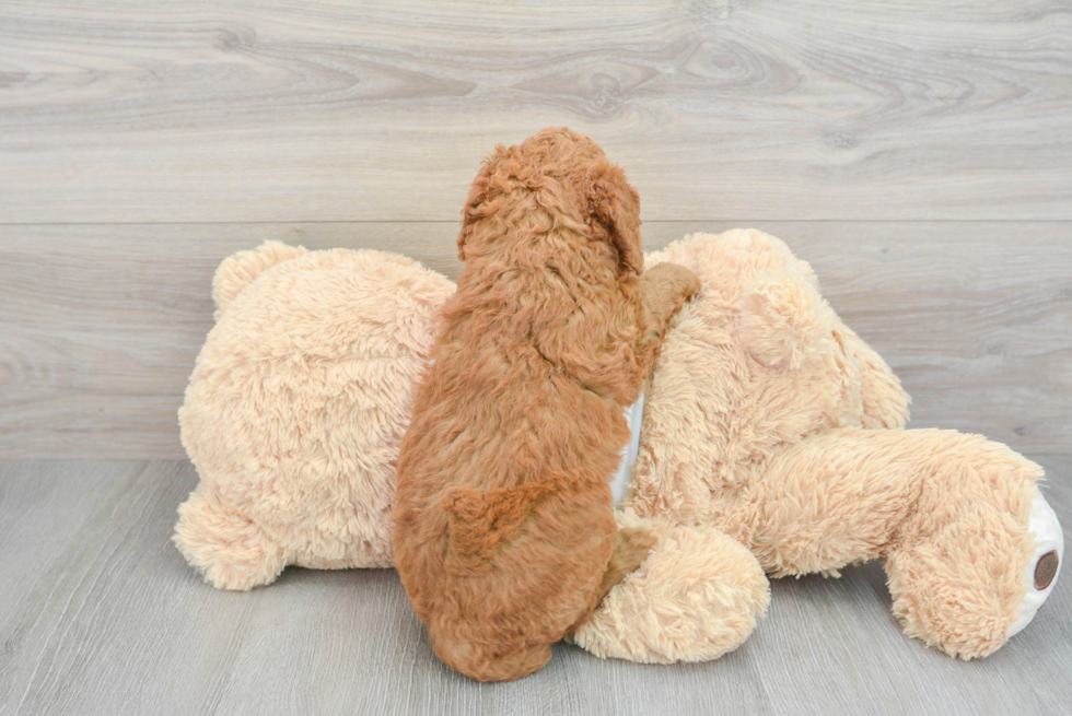 Mini Goldendoodle Puppy for Adoption