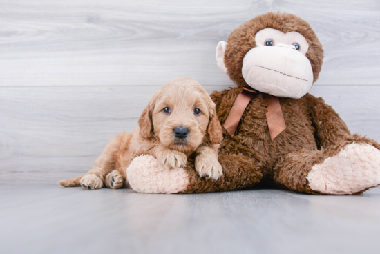 Best Mini Goldendoodle Baby