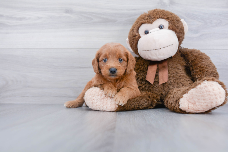 Mini Goldendoodle Puppy for Adoption