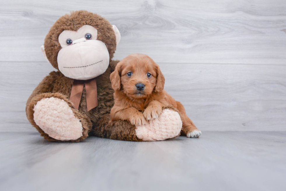 Funny Mini Goldendoodle Poodle Mix Pup