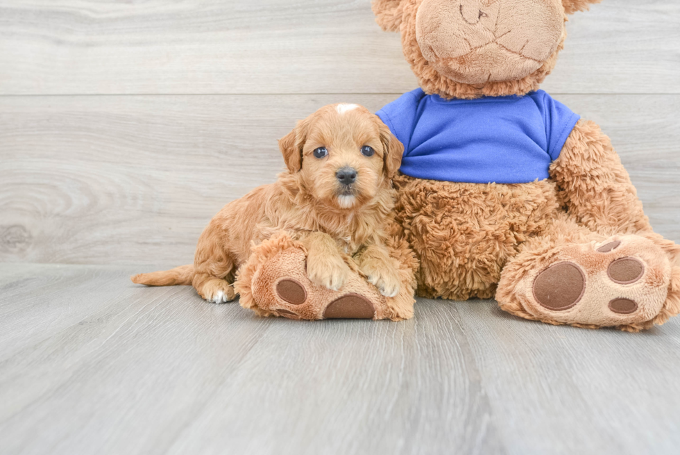 Mini Goldendoodle Puppy for Adoption