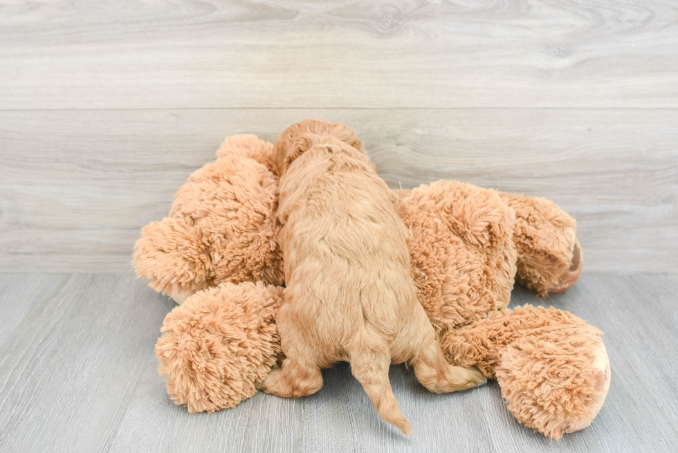 Petite Mini Goldendoodle Poodle Mix Pup