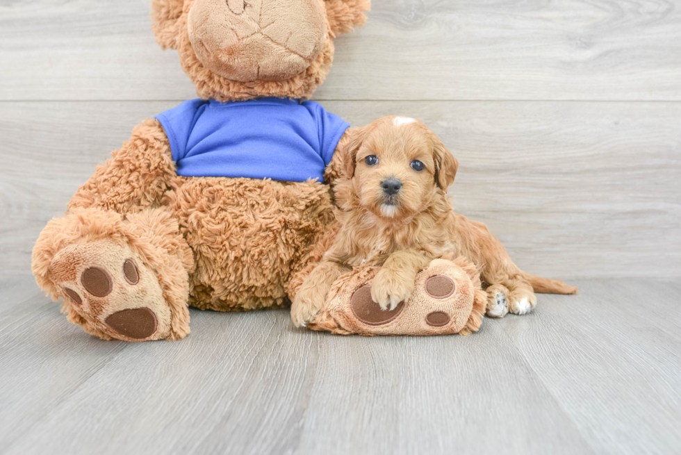 Playful Golden Retriever Poodle Mix Puppy